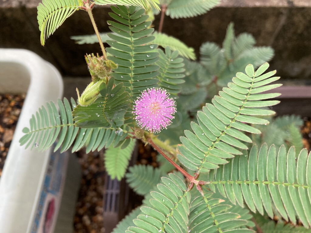 ９月第１週 おじぎ草の花が咲きました。