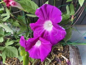 【番外編】余剰プランターで植物栽培 9月結果