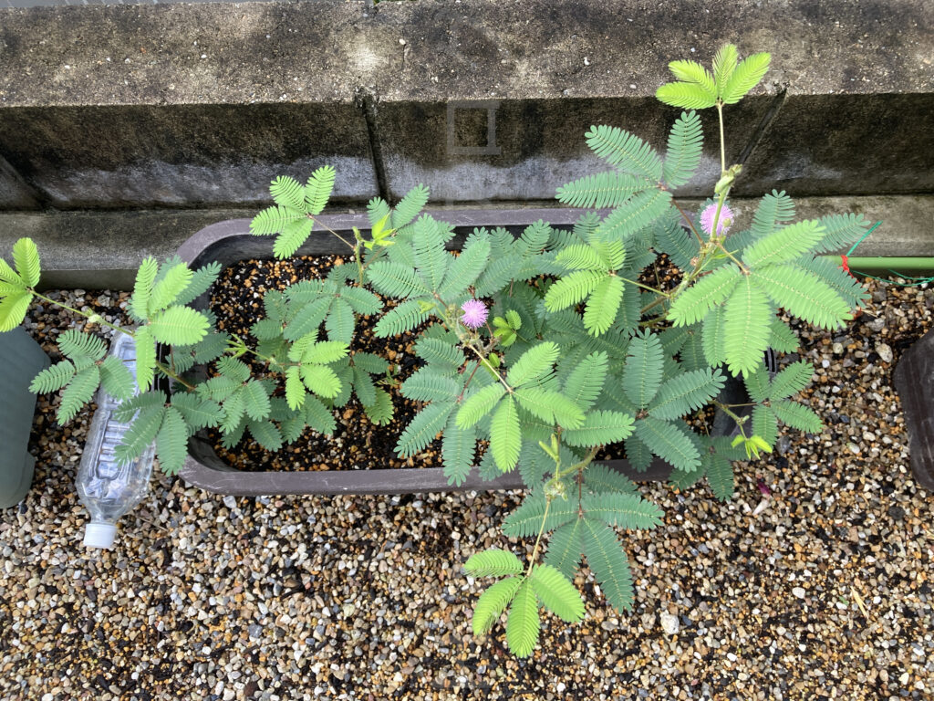 9月第1週週末 おじぎ草の花が咲きました。