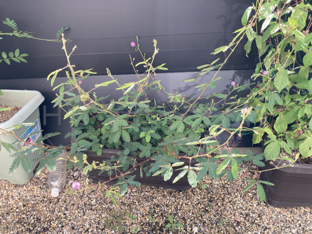 9月第5週週始め おじぎ草の成長が凄いです。