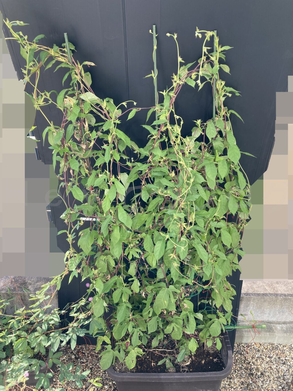 9月第5週週始めのアサガオです。