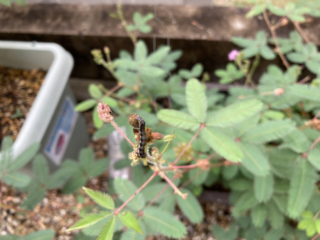 9月第5週週 おじぎ草に大量発生の幼虫01