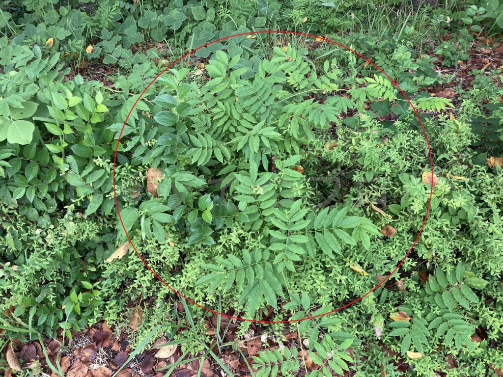 9月第5週週 柿ではなくやはり雑草?