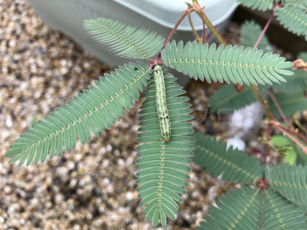 9月第5週週 おじぎ草に大量発生の幼虫02