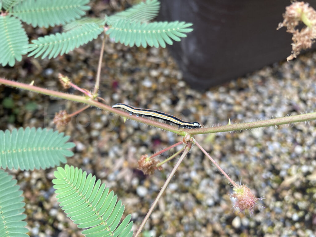 9月第5週週 おじぎ草に大量発生の幼虫03