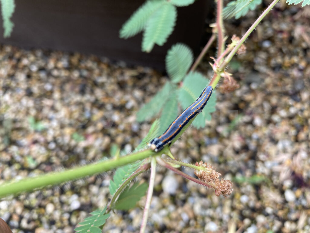 9月第5週週 おじぎ草に大量発生の幼虫04