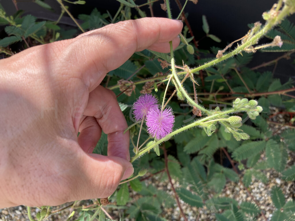9月第5週週 おじぎ草の花を強制受粉