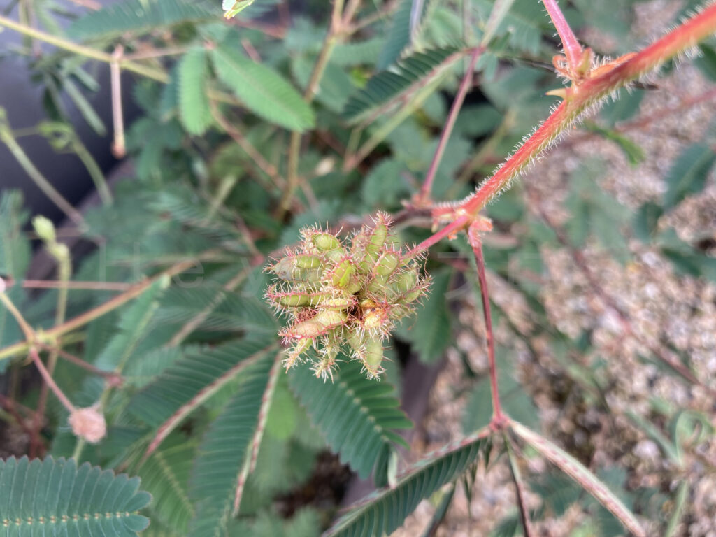 9月第5週週 おじぎ草の種が出来始めました。