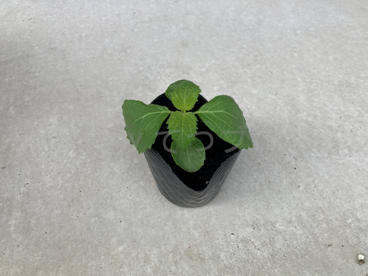 2025年5月第2週レポート_しその苗