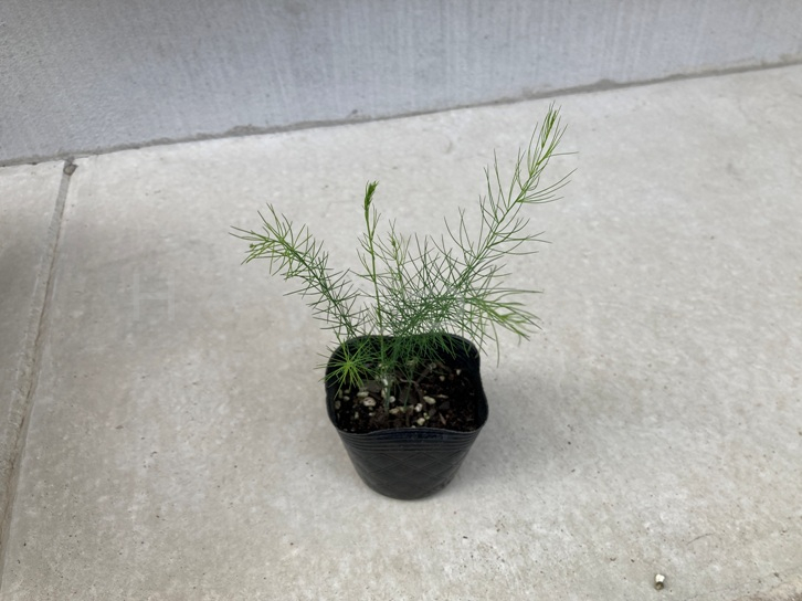 2025年5月第2週レポート_アスパラガスの苗