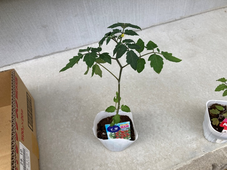 2025年5月第2週レポート_千果の苗