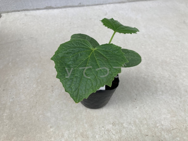 2025年5月第2週レポート_きゅうりの苗