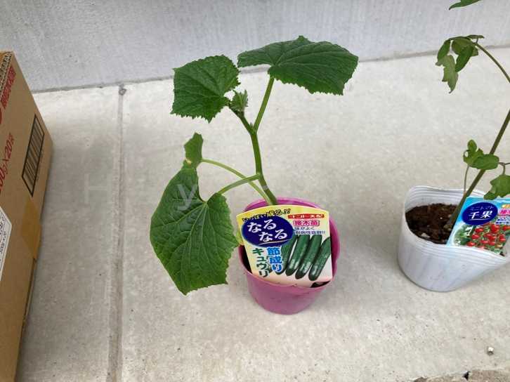 2025年5月第2週レポート_なるなるきゅうりの苗