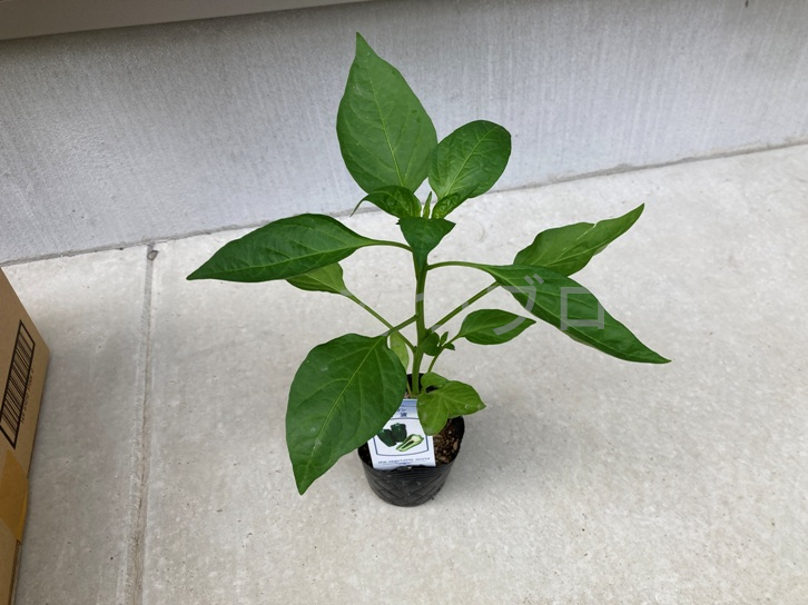 2025年5月第2週レポート_ピーマンの苗