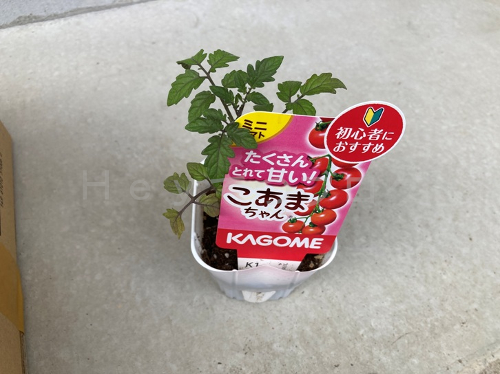 2025年5月第2週レポート_ミニトマトこあまの苗
