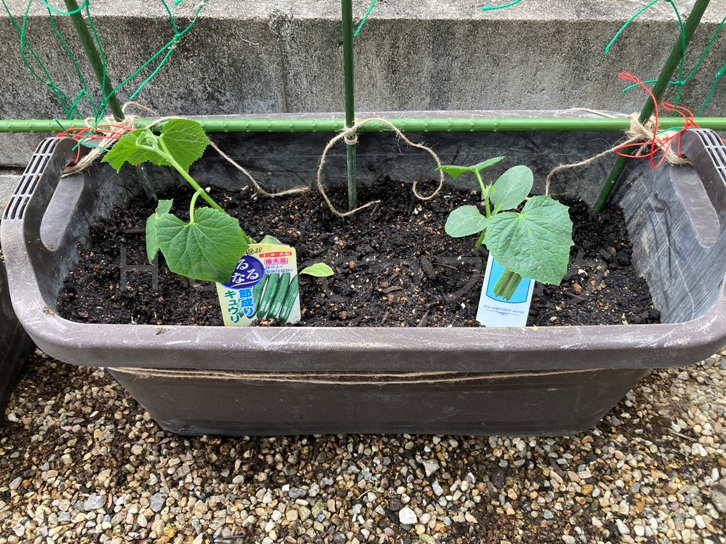 2025年5月第2週レポート_きゅうりのネットと支柱組完成