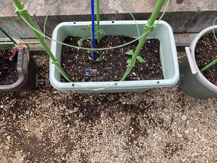 2025年5月第2週レポート_ミニトマトとしその支柱組完成