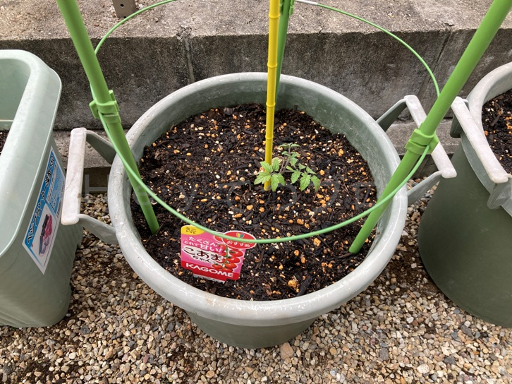 2025年5月第2週レポート_ミニトマトこあまの支柱組完成