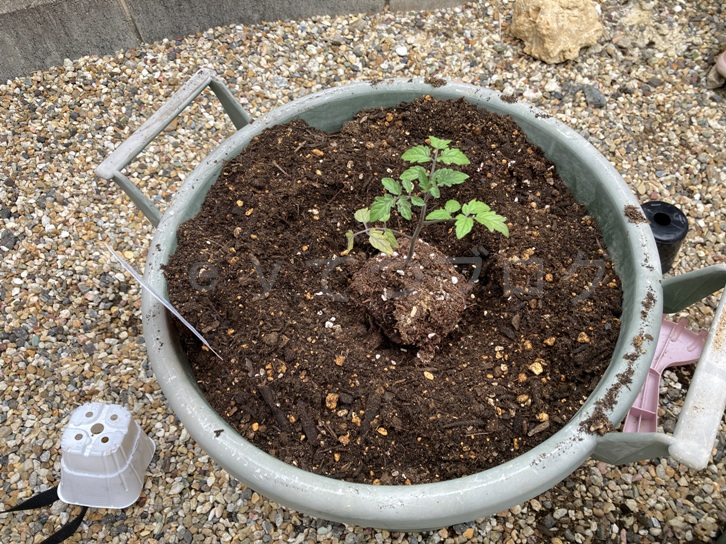 2025年5月第2週レポート_ミニトマトこあまを植えたところ