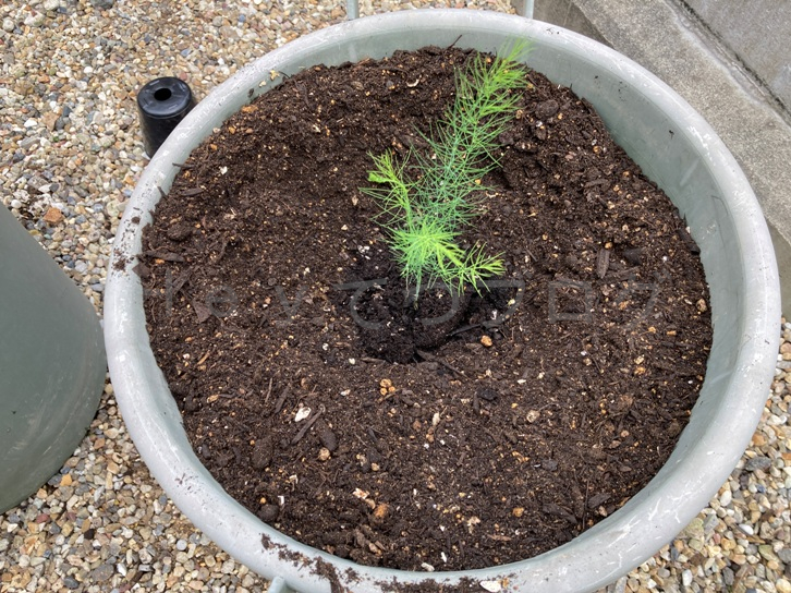 2025年5月第2週レポート_アスパラガスの苗を植えたところ