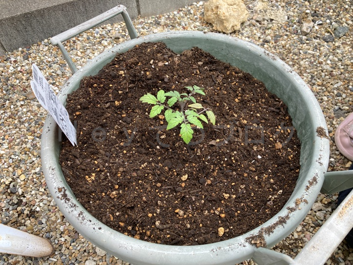 2025年5月第2週レポート_ミニトマトこあまを植えたところ
