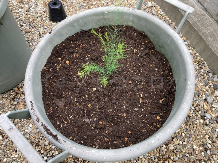 2025年5月第2週レポート_アスパラガスを植えたところ