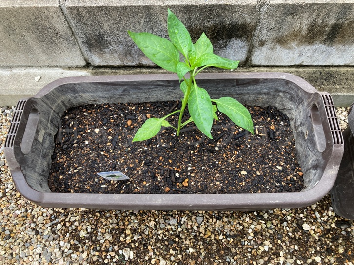 2025年5月第2週レポート_ピーマンを植えたところ