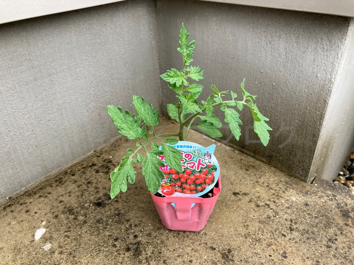 家庭菜園】お手軽野菜で家庭菜園2025年5月第3週 | Heyてつブログ