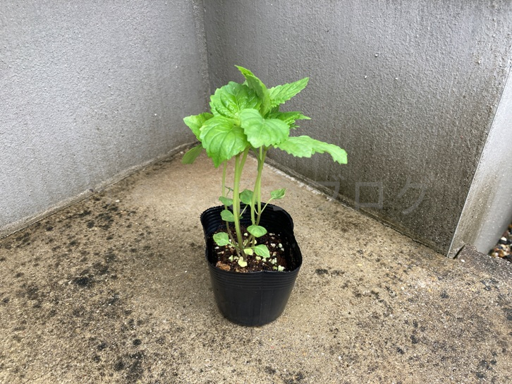 5月第3週_追加_青しそ