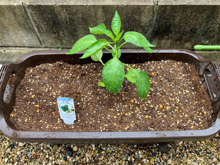 5月第3週_プランター01_ピーマン