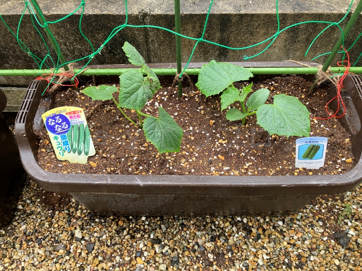 カカオ苗2025年5月植付け IMG_5468-150x150.jpeg