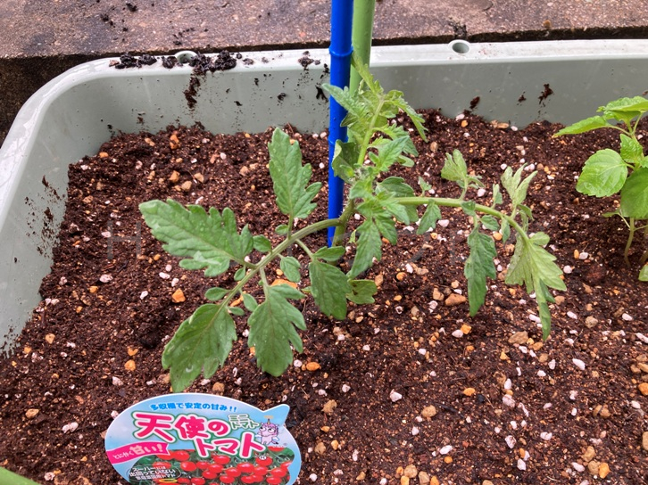 家庭菜園】お手軽野菜で家庭菜園2025年5月第3週 | Heyてつブログ