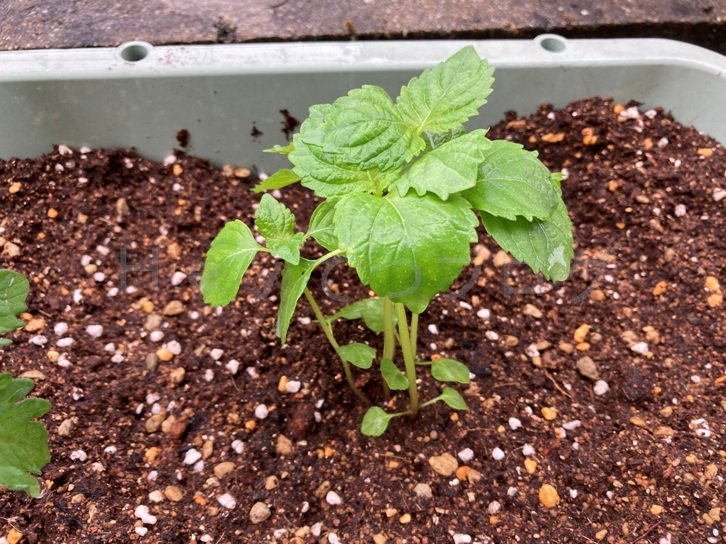 5月第3週_プランター03_追加青しそ