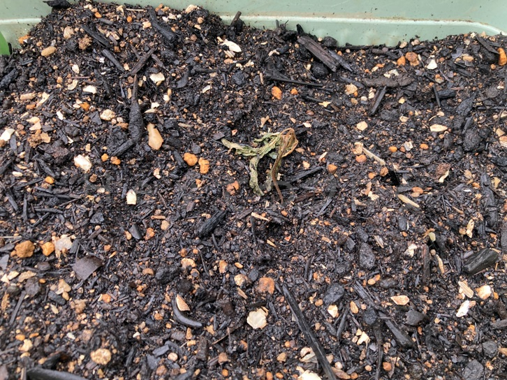 5月第3週_プランター03_枯れた青しそ