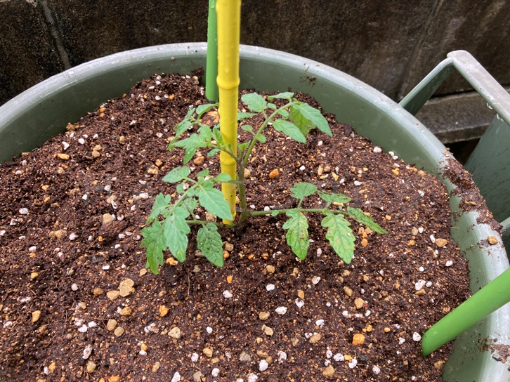 家庭菜園】お手軽野菜で家庭菜園2025年5月第3週 | Heyてつブログ