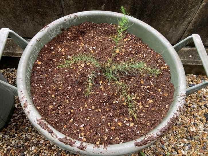 5月第3週_プランター05_アスパラガス