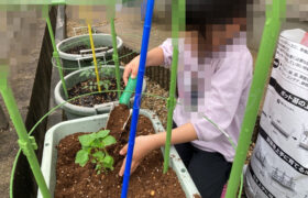 家庭菜園】お手軽野菜で家庭菜園2025年5月第3週 | Heyてつブログ