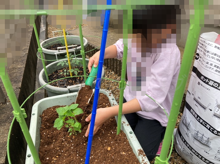 ５月第３週_プランター03_植替え01