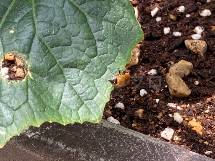 ウリハムシによる葉の影響