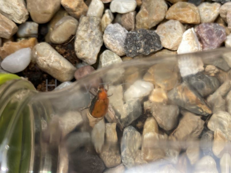 ご退場頂いたウリハムシ