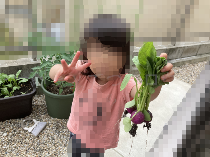2025年5月第4週_2021年同時期菜園のラディッシュ収穫