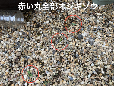 2025年5月第4週‗おじぎ草が芽を出した