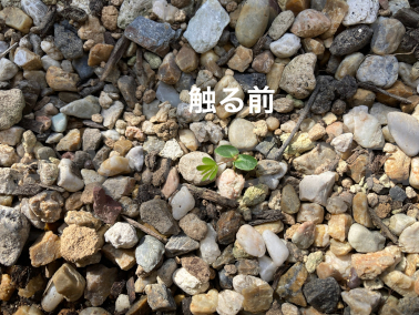 2025年5月第4週‗おじぎ草触る前