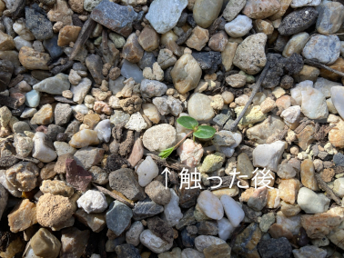 2025年5月第4週‗おじぎ草触った後