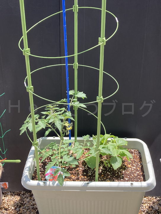 2025年5月第4週_天使のトマトと、青しその成長は順調です
