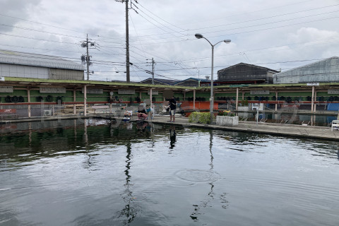 手前は1号池で私たちがいつも釣る場所