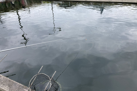 風もおだやかでウキの反応が見やすい水面