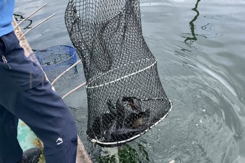 下の子の釣果は4kg