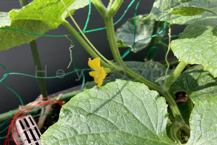 2025年6月第1週_なるなるきゅうりに胡瓜の花が咲き始めました。