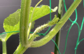 【家庭菜園】お手軽野菜で家庭菜園2025年6月第1週